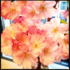 Bild1 "Rosafrühlingsmorgengruss aus der Binz".