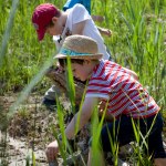 Wie fange ich einen Frosch?
